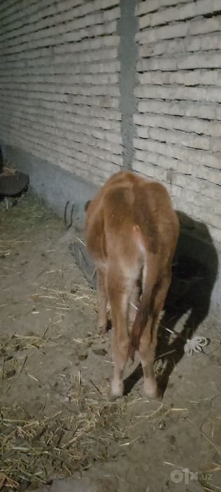 Ona bola sigir sotiladi kafolati bilan