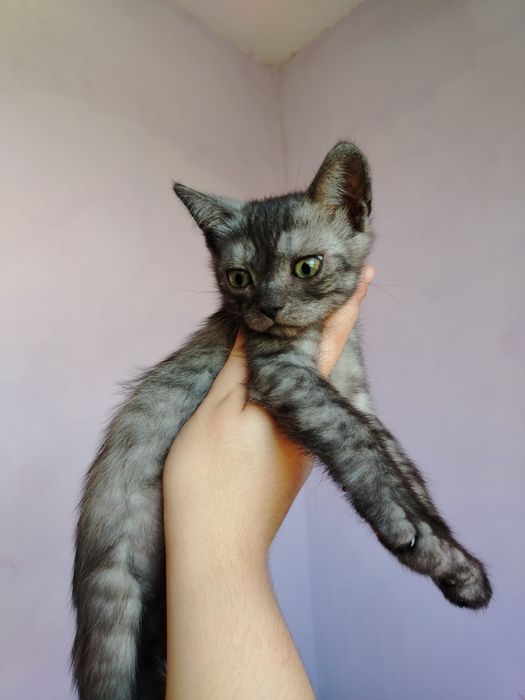 Животное котята.