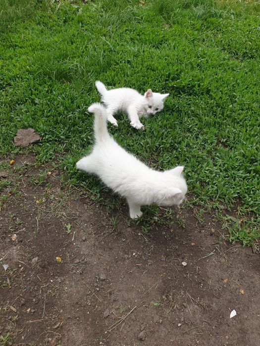 Отдам котят в хорошие добрые руки