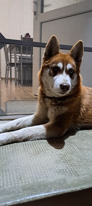 Donez  cătelușa huski!