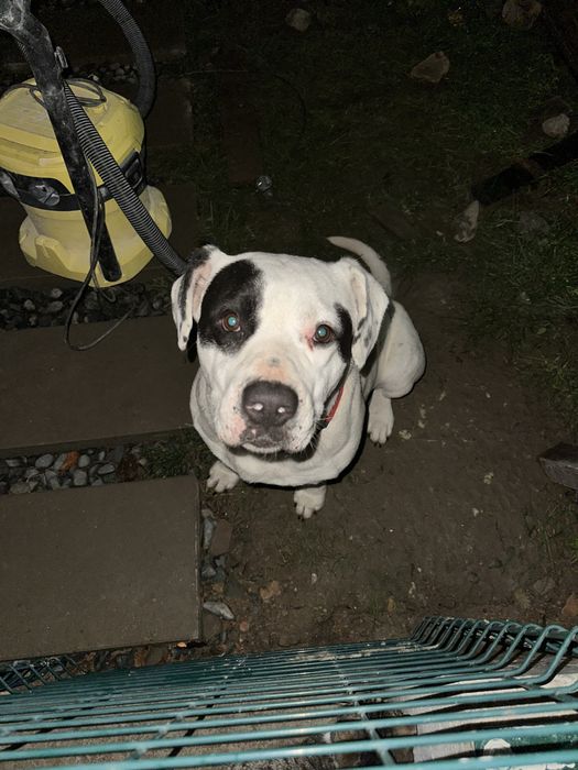 Подарява се стафордширски териер