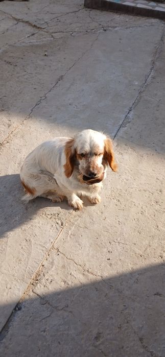 Охотничья собака. Спаниель