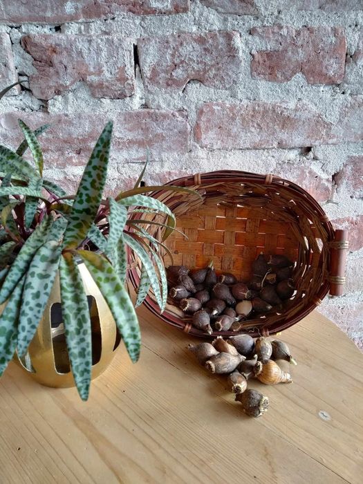 Нарциси,кокичета, зюмбюл,синчец и мускари