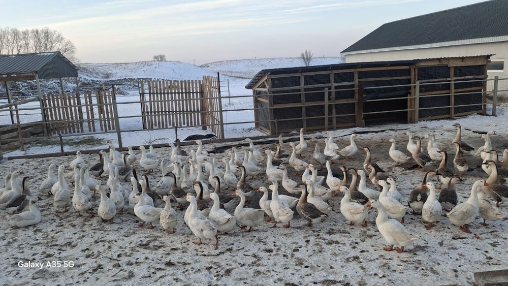 Домашние гуси цена от 15 000 до 18000 тенге