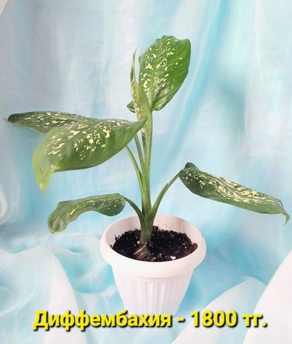 Комнатные растения