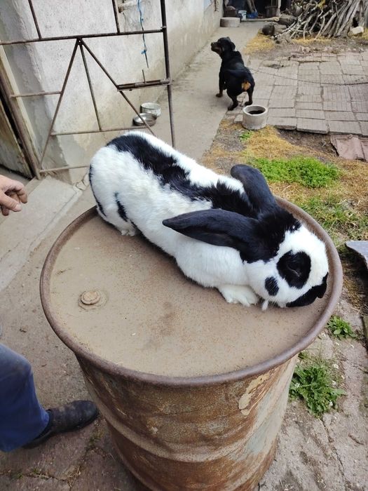 Два големи заека