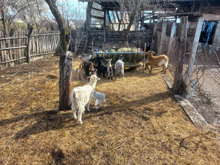 capre cu iezi de vânzare