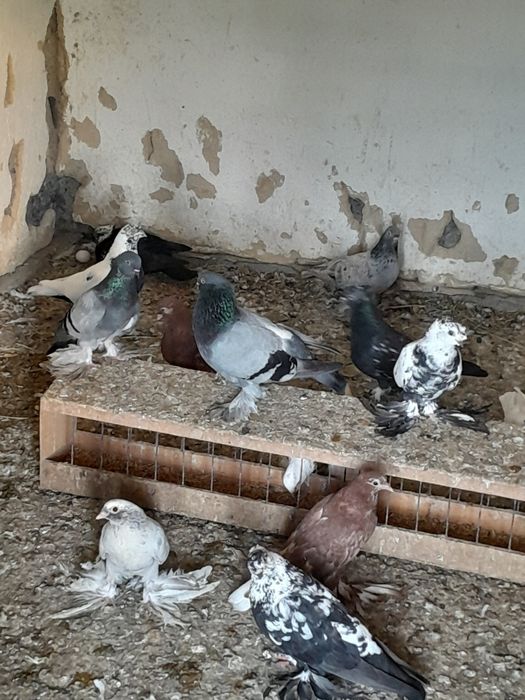 Продам голубей разные цвета