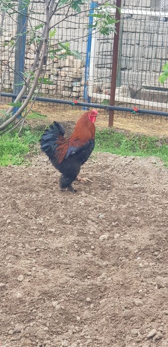 Красавцы петухи Брама — молодые и крепкие!