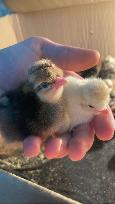 Помесные Цыплята