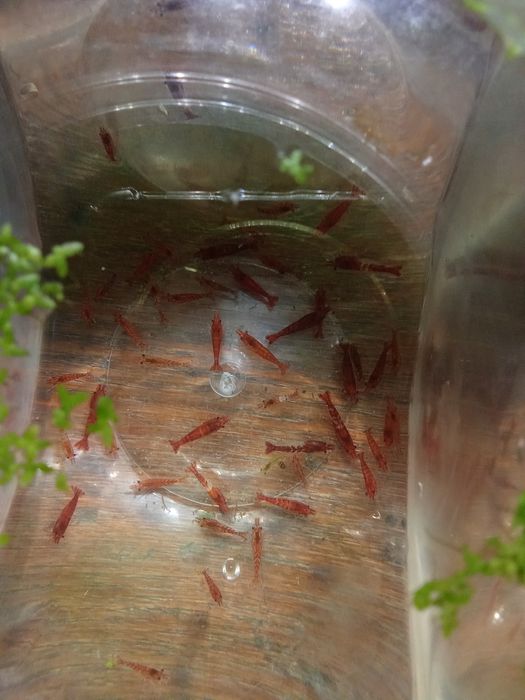 К р е в е т к и ,