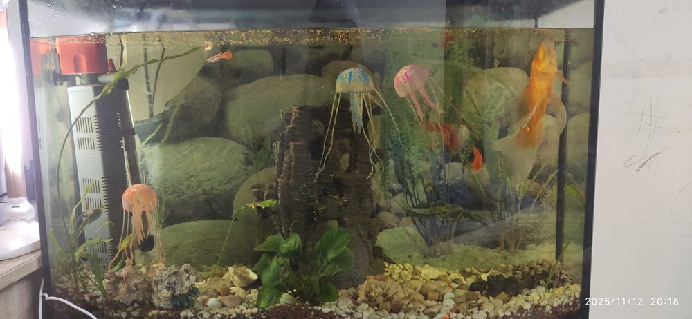 Аквариум с рыбками