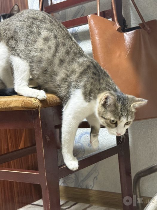 Кошка бесплатно