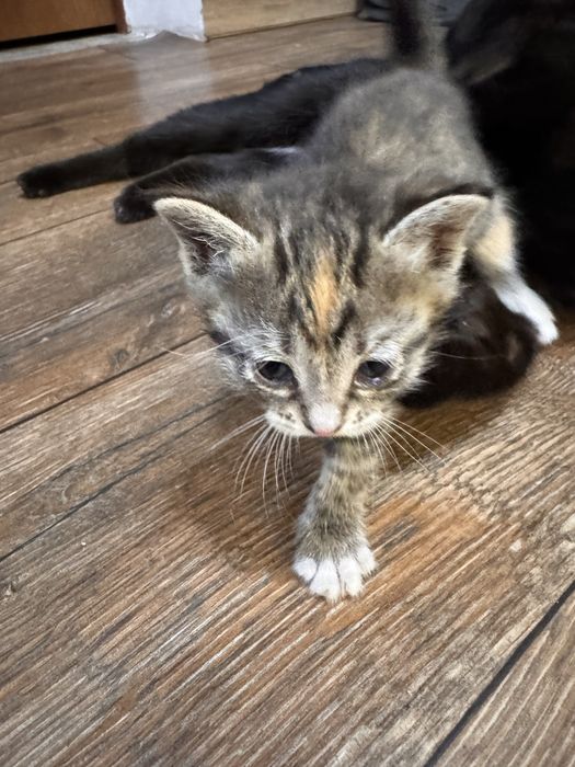 Отдам в добрые руки котят