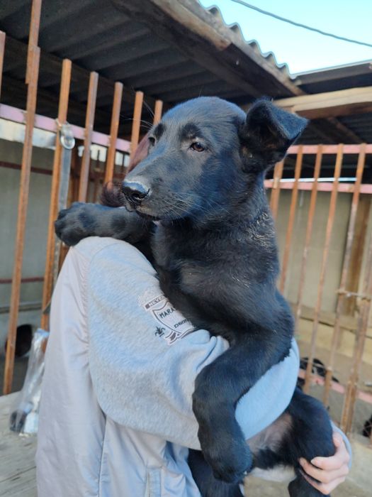 Щенки восточно-европейской овчарки