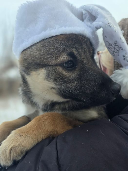 Отдам в хорошие руки