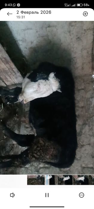 Бука 3 жасар сатылады