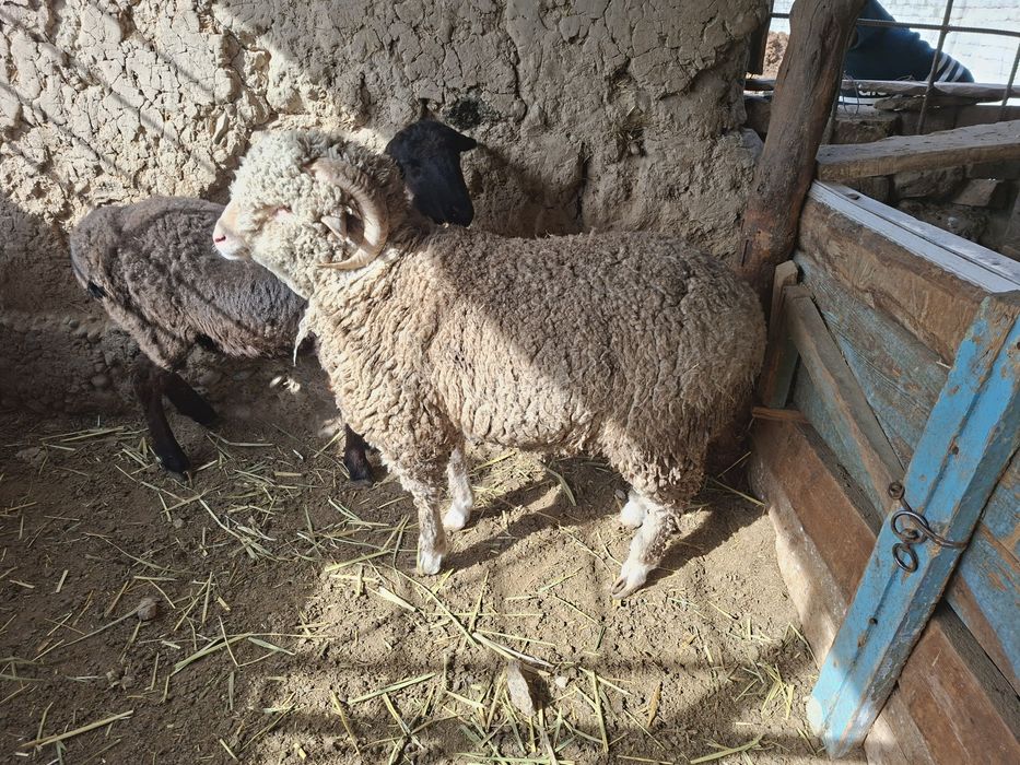 Тоқтылар сатылады