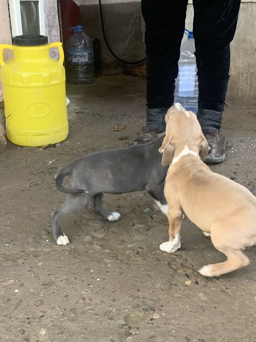 Продаю щенков пит буль мальчик девочка