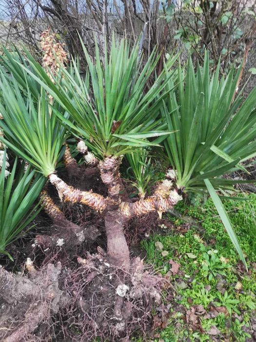 Палма юка външна студоустойчива