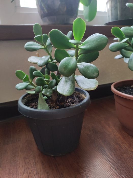 Денежное дерево продам