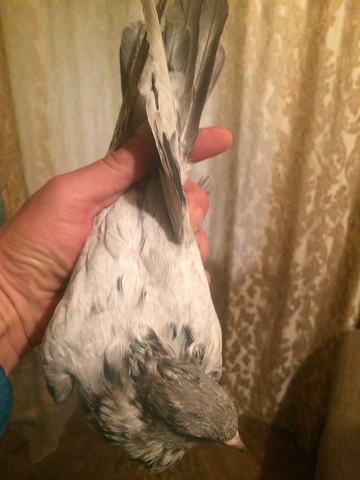 голуби бакинские