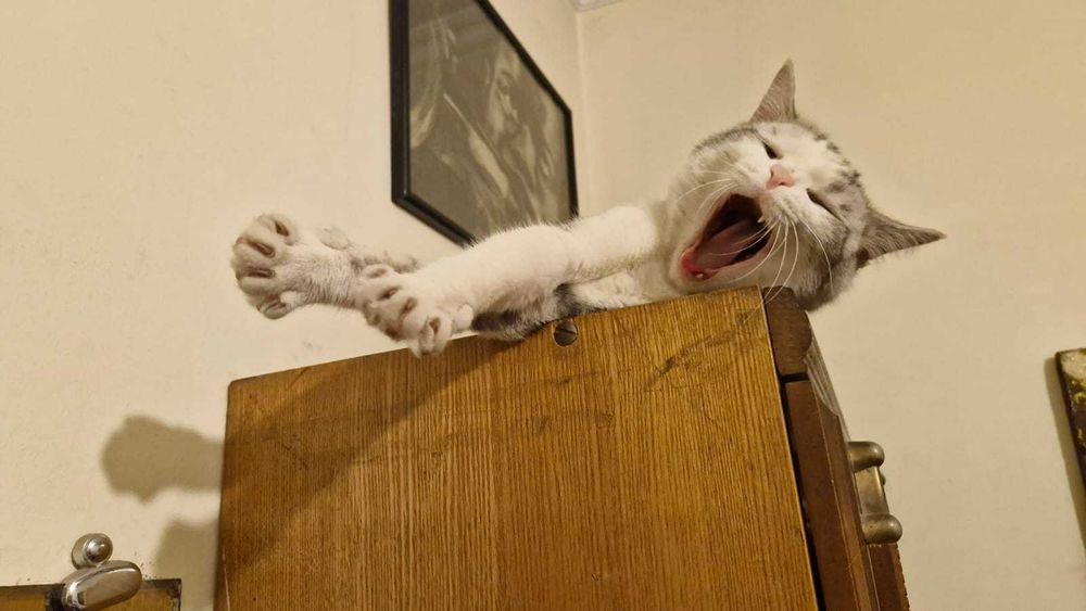 Кот тигр-альбинос