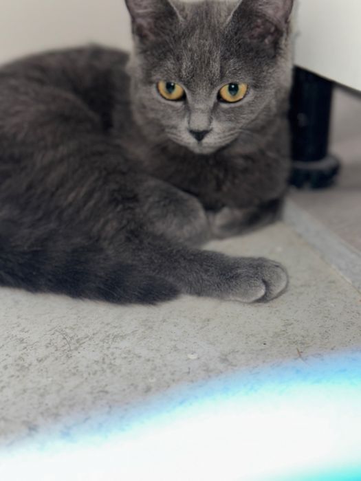 Кошка 6-7 месяцов