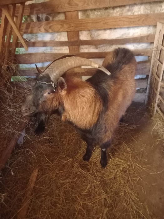 Schimb tap rasa anglonubian