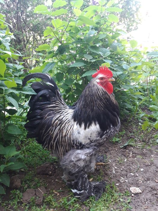 Продается петух Брама