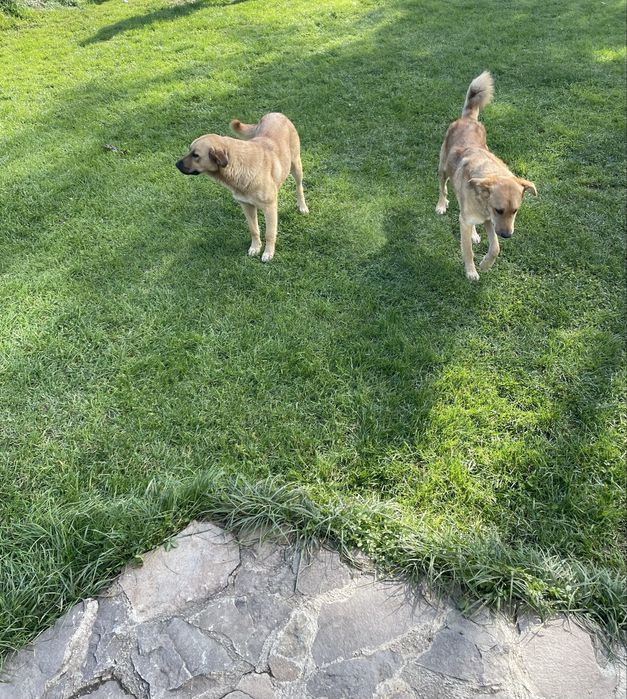 Donatie /adoptie caini talie medie/mare