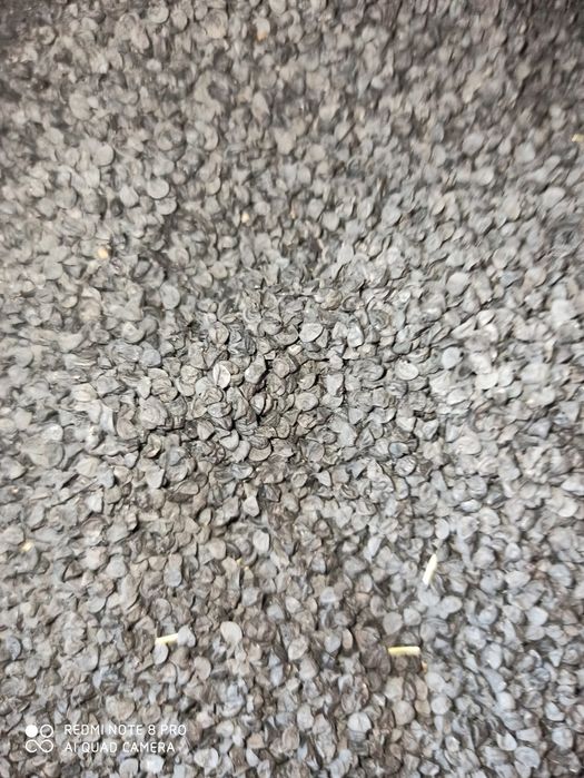 Манас семена лука первосьём