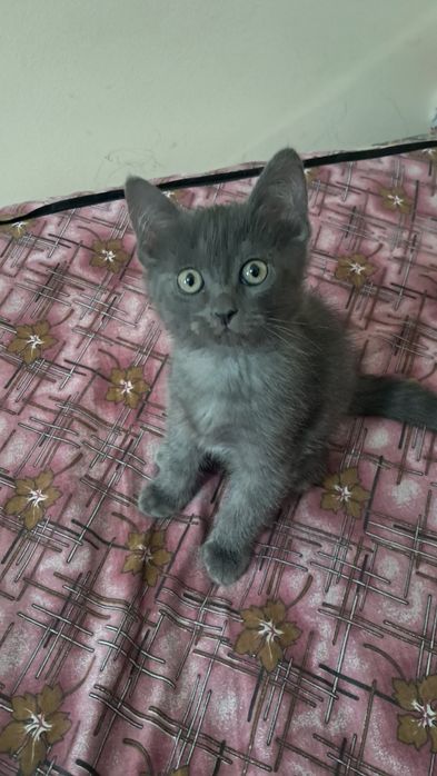 mushuk bolasi sotiladi toza parodali