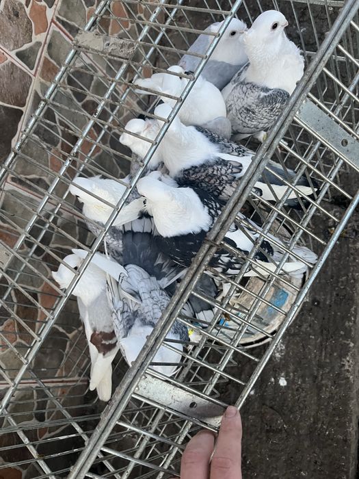 Porumbei santineti si jucatori de galati