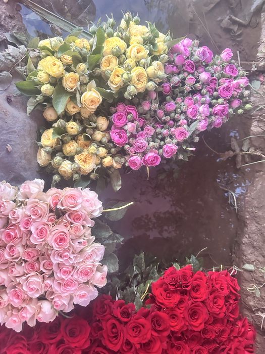 Атиргул кучати ва куз кучатлари сотилади