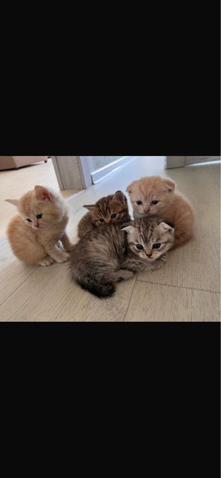 продам котят британцев