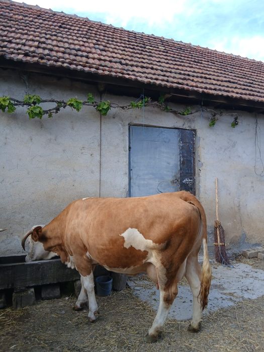 Vand vaca cu lapte!