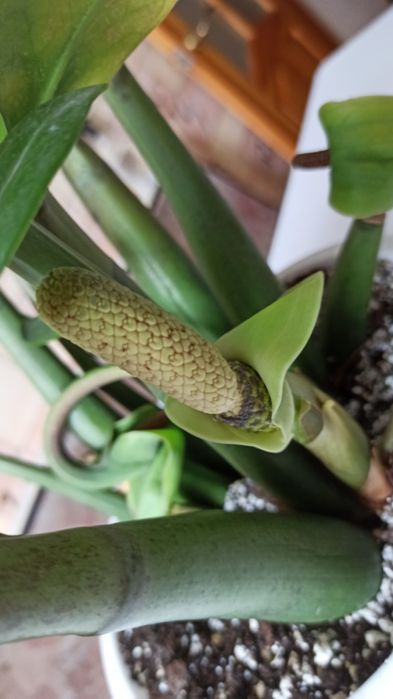 Продам замиакулькас -  долларовое дерево