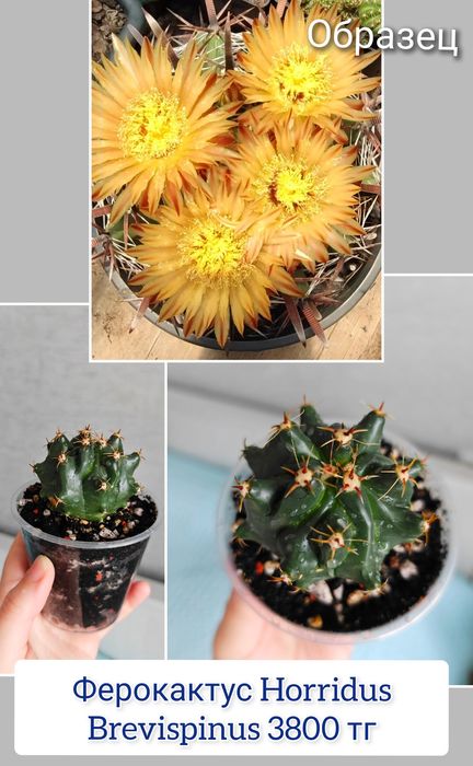 Кактус суккуленты комнатные цветы