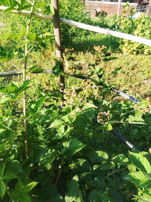 Продам дом ,Ешкеульмес