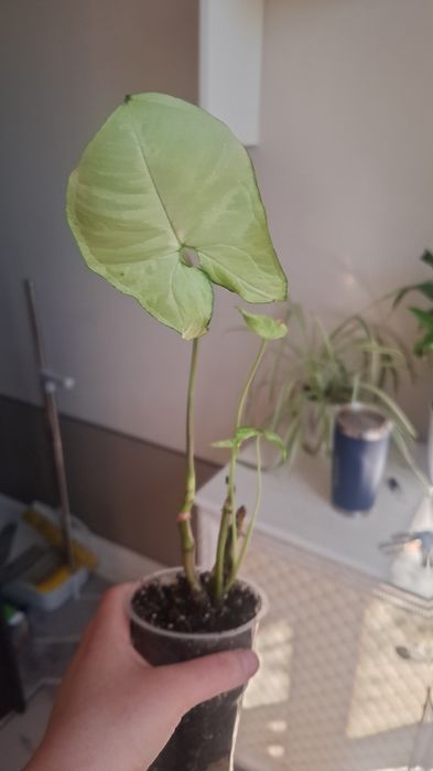 Продам комнатные цветы