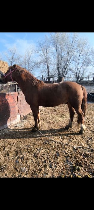 Лошадь продам Уштобе