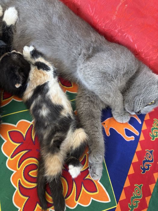 Котята бесплатно