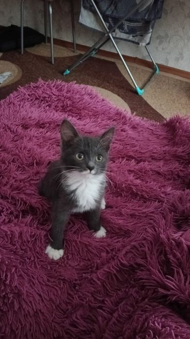 Кошечка 2 месяца