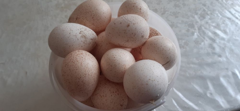 продам яйцо индюков