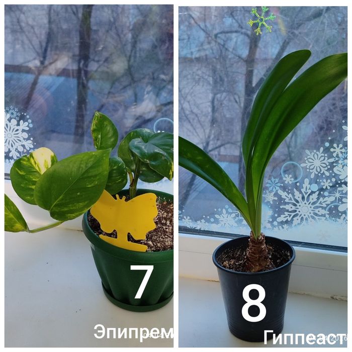 Продам растения и цветы