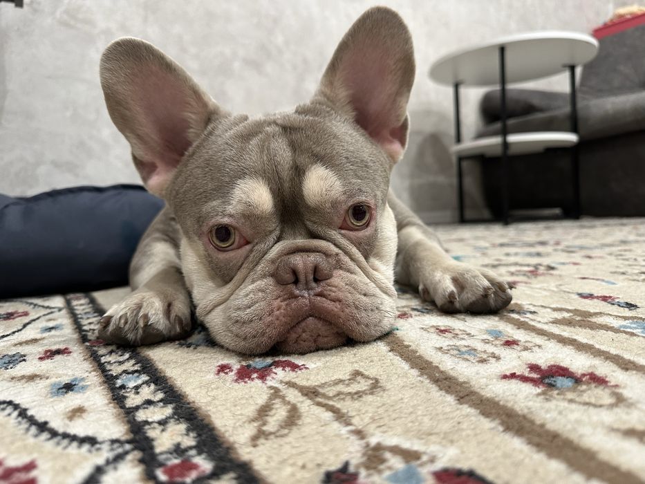 Французский бульдог