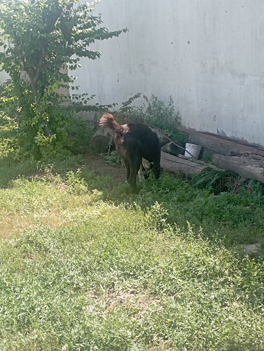 САО Бойка будущий чем.
