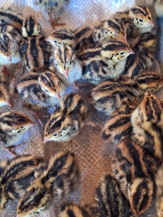 Pui prepelita Giganta Polara , Tupfer ,jumbo gold