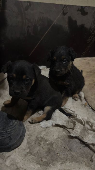 Щенки в добрые руки